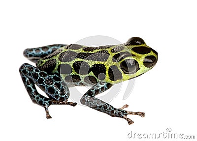 Imitating Poison Frog - Ranitomeya imitator Stock Photo