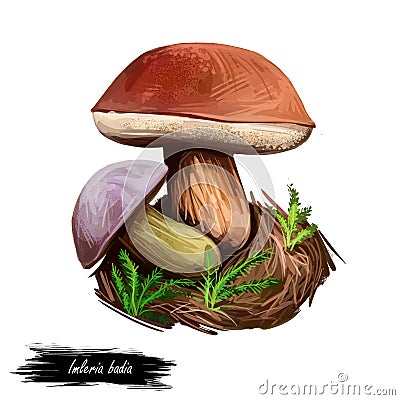 Imleria badia bay bolete, is an edible, pored mushroom found in Europe and North America isolated on white. Digital art Cartoon Illustration