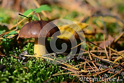 Imleria badia mushroom Stock Photo