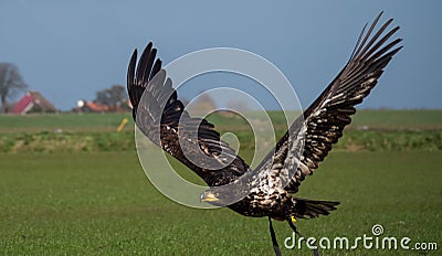 Immature American bald eagle in mid flight Stock Photo