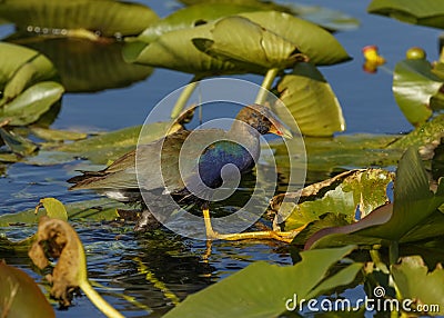 Immature American purple gallinule Porphyrio martinica Stock Photo