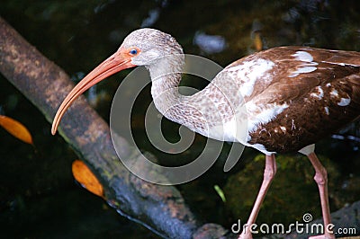 Immature American White Ibis Stock Photo