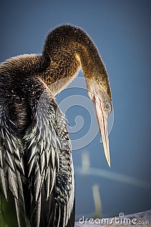 Immature anhinga pauses from preening to check for danger Stock Photo