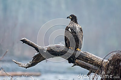 Immature bald eagle on big perch above the wiver Stock Photo