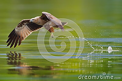 Immature brahminy kite hunting Stock Photo