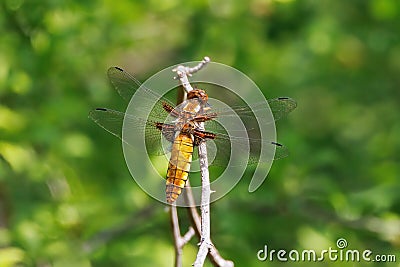 Broad-bodied Chaser Dragonfly - Libellula depressa at rest. Stock Photo