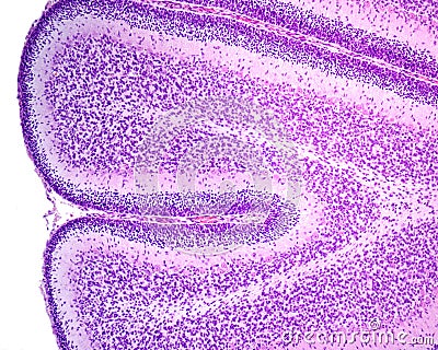 Immature cerebellum. External granular layer Stock Photo