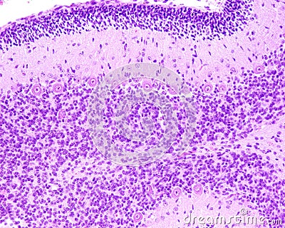 Immature cerebellum. External granular layer Stock Photo