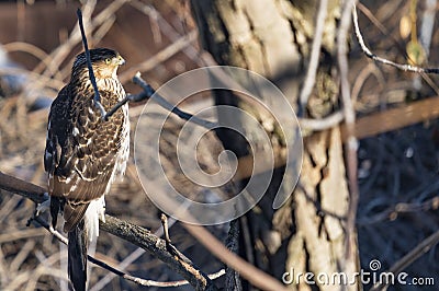 Immature Cooper`s Hawk Perched on a Tree 2 Stock Photo