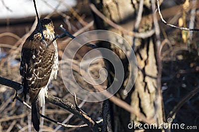 Immature Cooper`s Hawk Perched on a Tree #1 Stock Photo