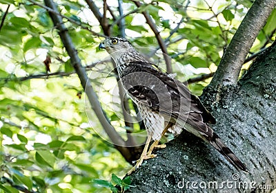 Immature Coopers Hawk Stock Photo