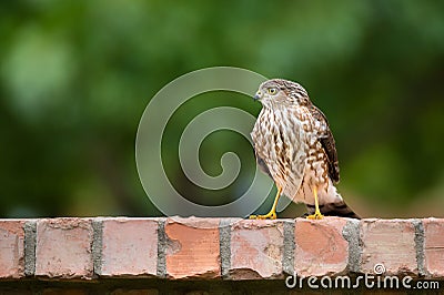 Immature Coopers Hawk (Accipiter cooperii) Stock Photo