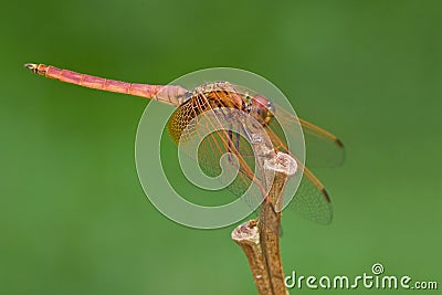 An immature crimson dropwing, Trithemis aurora Stock Photo