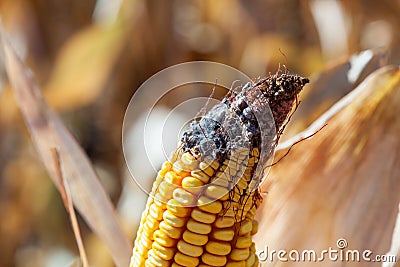 Immature, diseased and moldy corn cob on the field, close-up Stock Photo