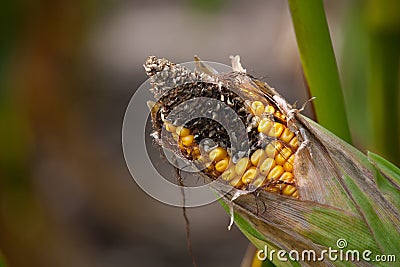 Immature, diseased and moldy corn cob on the field, Stock Photo