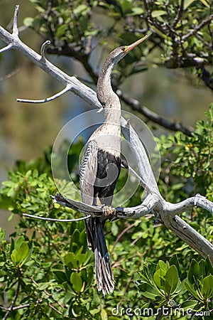 Immature female Anhinga perched on a branch Stock Photo