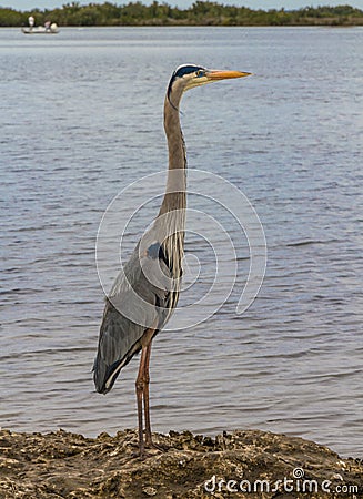 Immature Great Blue Heron Stock Photo