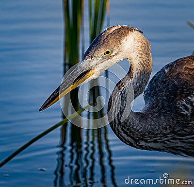 Immature great blue heron looks for food on shoreline Stock Photo