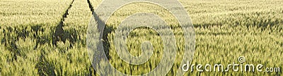 Immature green corn and tyre track of a tractor Stock Photo