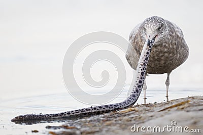 Immature Herring Gull trying to swallow a scavenged Spotted Snake Eel whole - Pinellas County, Florida Stock Photo