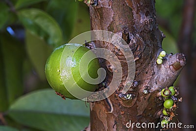 Immature jabuticaba, Brazilian fruit in the tree Stock Photo