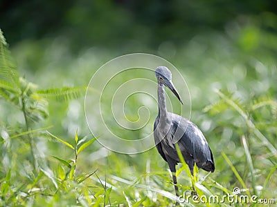 Immature Little Blue Heron Facing Camera Looking for Prey Stock Photo