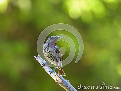 Immature male amethyst sunbird Stock Photo