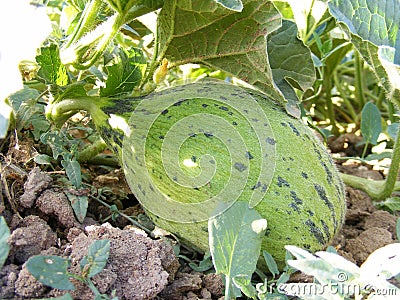 Immature melon pictures in the field for commercials of fruit producers Stock Photo