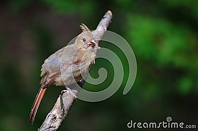 Immature Northern Cardinal Stock Photo