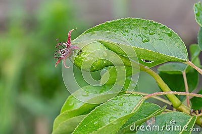 Immature pear on a branch of the tree Stock Photo