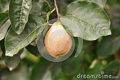 Immature quince Cydonia oblonga Stock Photo