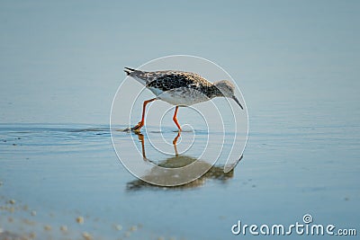 Immature ruff wades in shallows with reflection Stock Photo