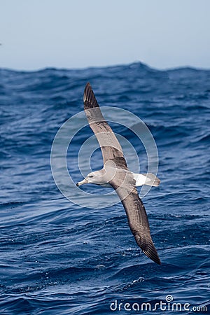 Immature Shy Albatross in flight Stock Photo