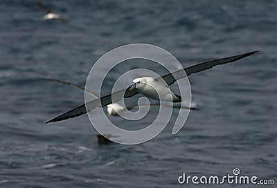 Shy Albatross, Thalassarche cauta Stock Photo