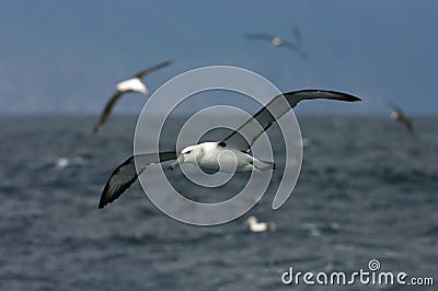 Shy Albatross, Thalassarche cauta Stock Photo