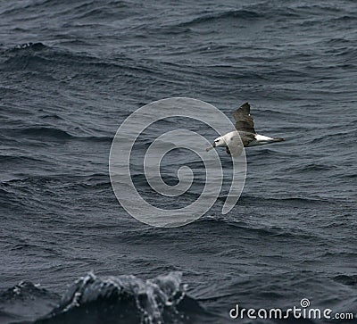 Shy Albatross, Thalassarche cauta Stock Photo