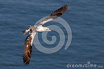 Immature Northern Gannet - Morus bassanus in flight. Stock Photo
