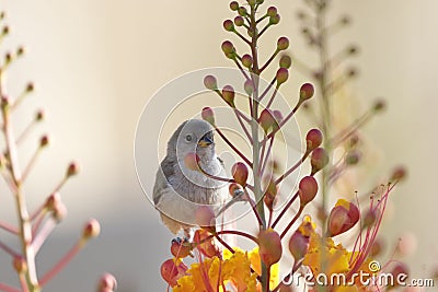 Immature Verdin perches on Red Bird of Paradise blossoms Stock Photo