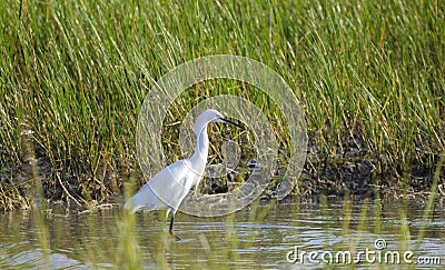 Immature white Little Blue Heron, Hilton Head Island Stock Photo