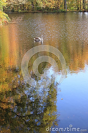Immature young swan swimming in lake