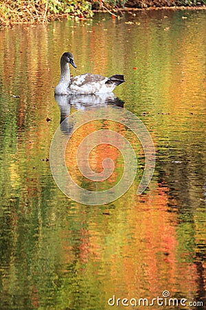Immature young swan swimming in lake
