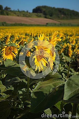 Radiant sunflower fields in Orciano Pisano, Tuscany, Italy Stock Photo