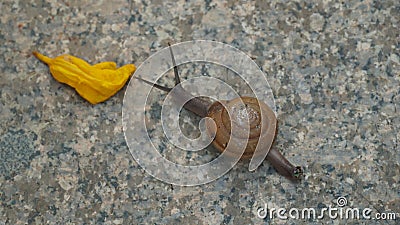 Scenic view of a little snail climbing on the floor Stock Photo