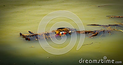 Immersion of Durga in Ganga River Stock Photo