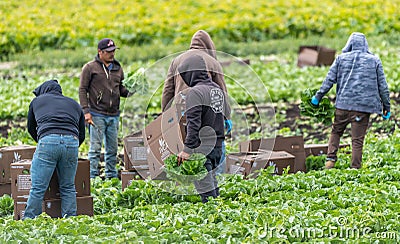 Immigrant farm workers working on farm. Editorial Stock Photo