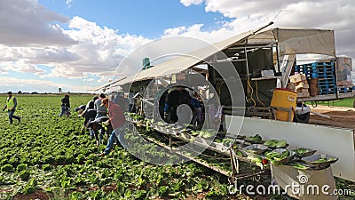 Immigrant Workers Harvesting Romaine Lettuce Editorial Stock Photo