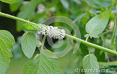 An Immobilized Tomato / Tobacco Hornworm as host to parasitic braconid wasp eggs Stock Photo