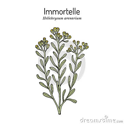 Immortelle Helichrysum arenarium, or dwarf everlast , medicinal plant Vector Illustration