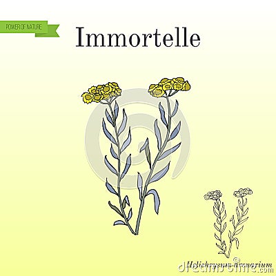 Immortelle Helichrysum arenarium Vector Illustration