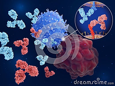 Immune checkpoint inhibitors: Interaction between PD-1 and PD-L1 blocked by therapeutic antibodies Stock Photo